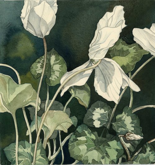 cyclamen in white watercolor by Alfred  Ng