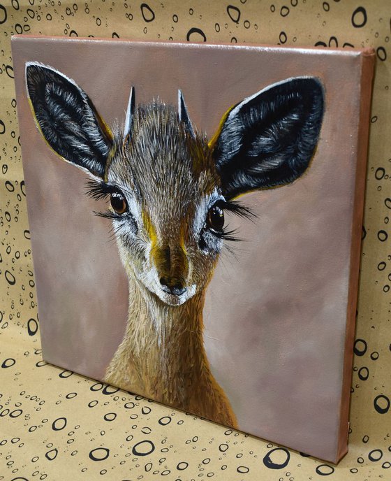 Madoqua (Wild dik-dik antilopa)30 X 30 cm - Ready to Hang