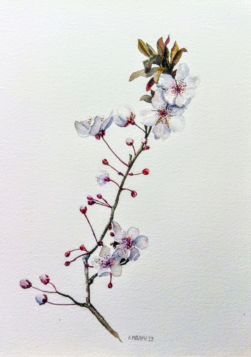 Almond blossoms by Alexandra Bari