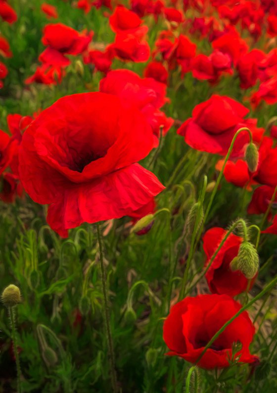 Poppies