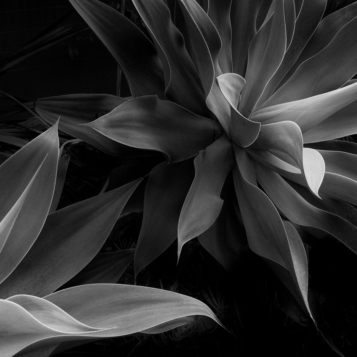 Organic Botanical Photograph By Heike Bohnstengel, 16 X 16, Flow #2, Original Artwork