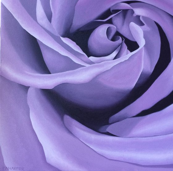 Lilac Rose