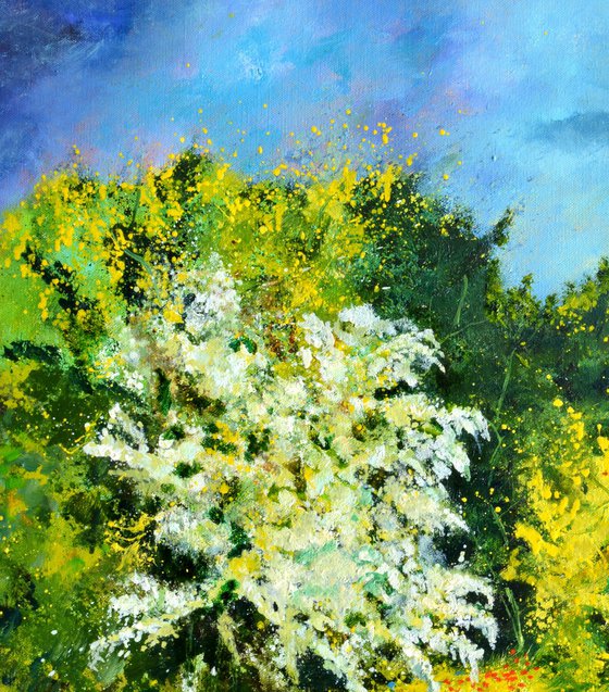 Blooming hawthorn - 7924