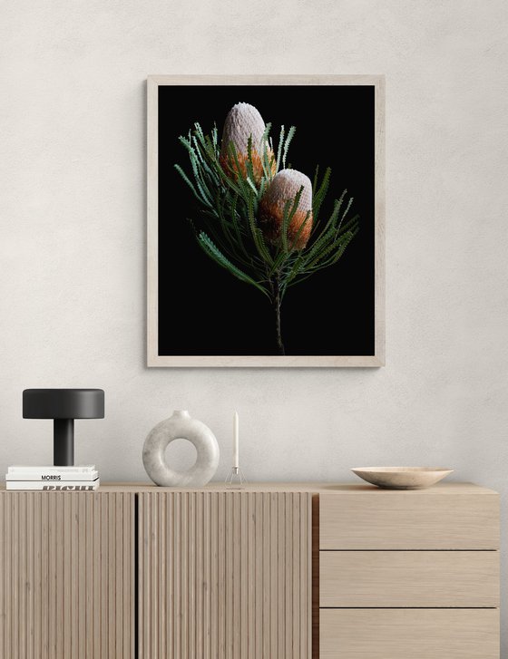 Banksia Prionotes