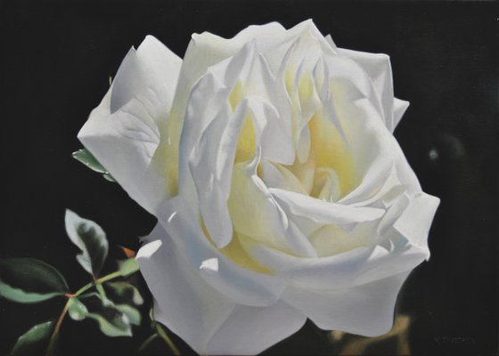 White rose