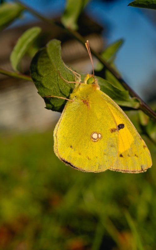 Hello Yellow by Oana M. Baković
