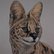 Serval cat by Tatjana Bril