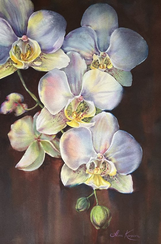 Orchids