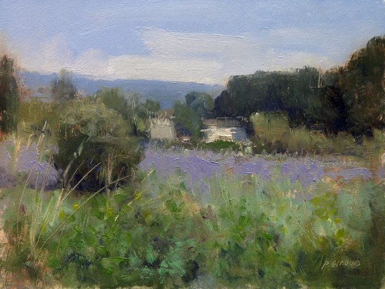 Wild Lavender Field