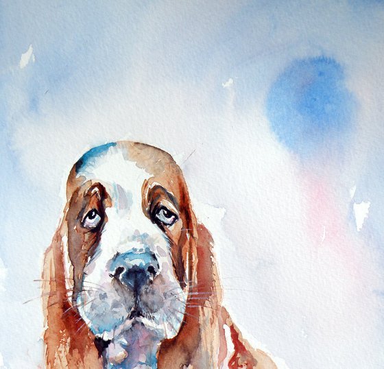 Basset hound puppy