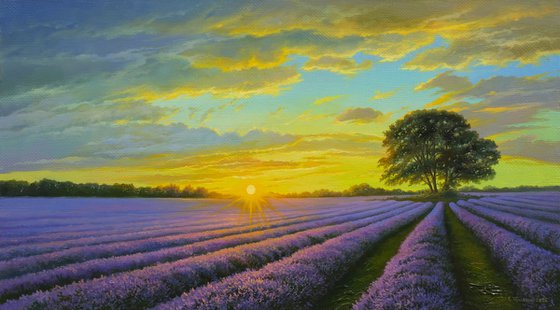 Lavender evening