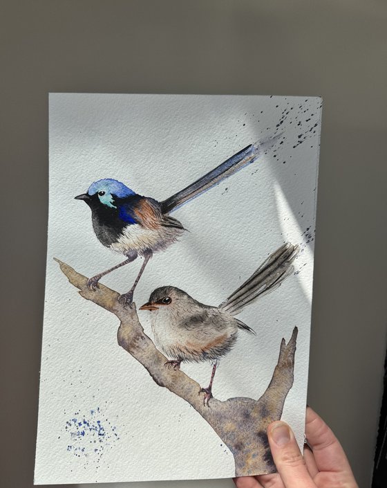 Pair Purple-backed Fairy-wrens