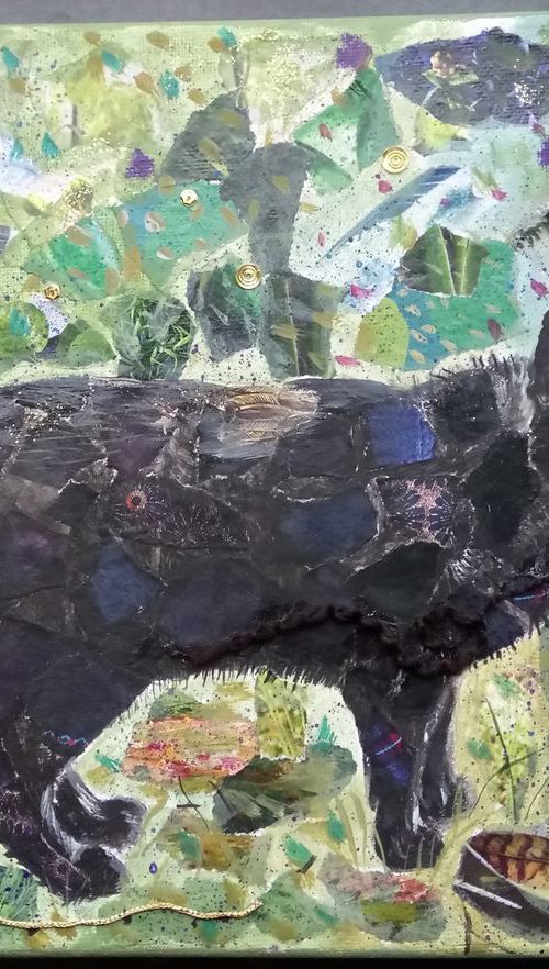 Black cat by Fiona Plaisted