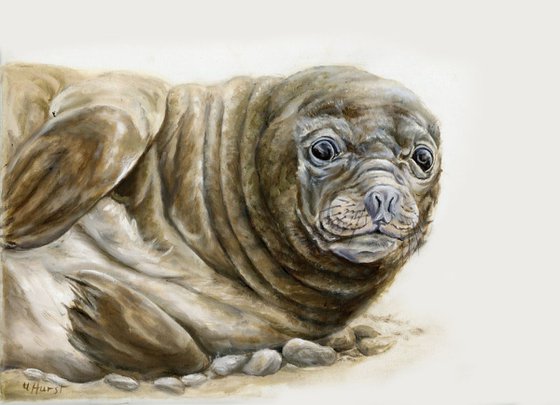 Southern Elephant seal  milky pup