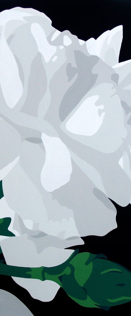 White Carnations by Susan Porter