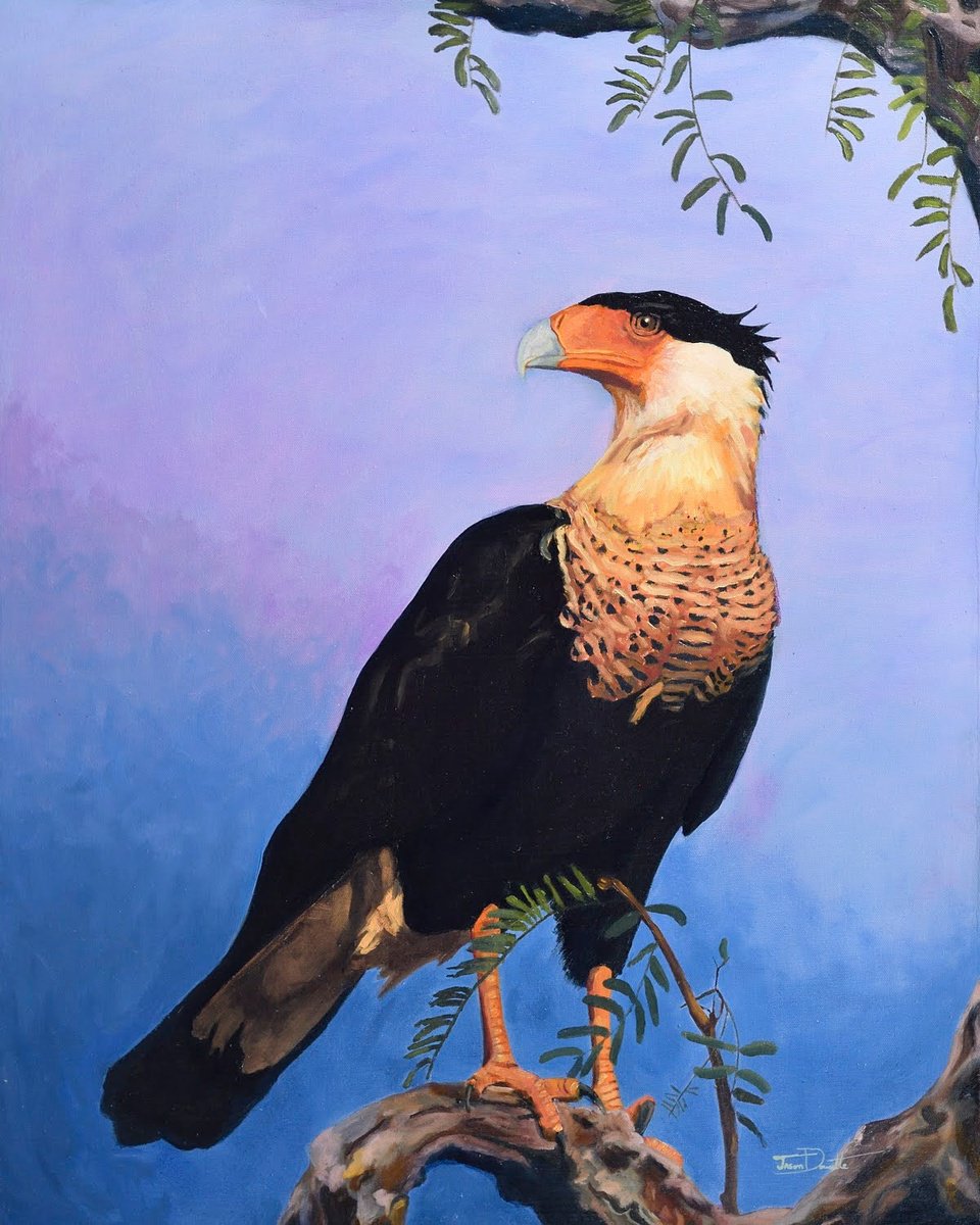 Photorealistic Animal Oil Painting By Jason Edward Doucette, 24 X 30, Northern Caracara, Original Artwork