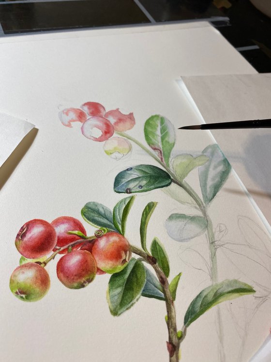 Cowberry (vaccinium vitis-idaea) botanical illustration