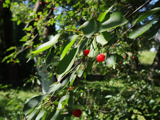 Cherries