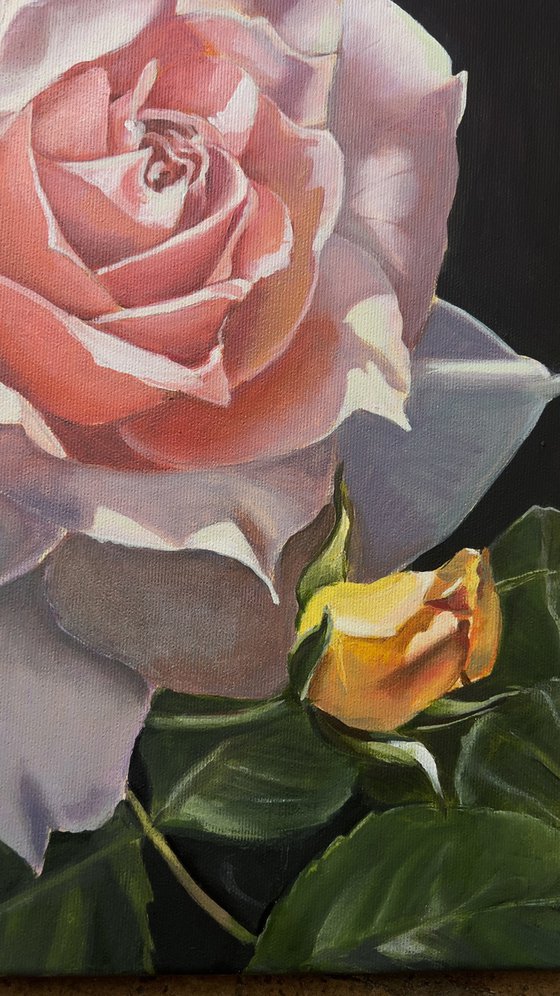 Rose in the Shadows