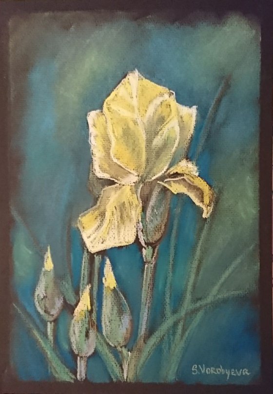 Yellow Iris