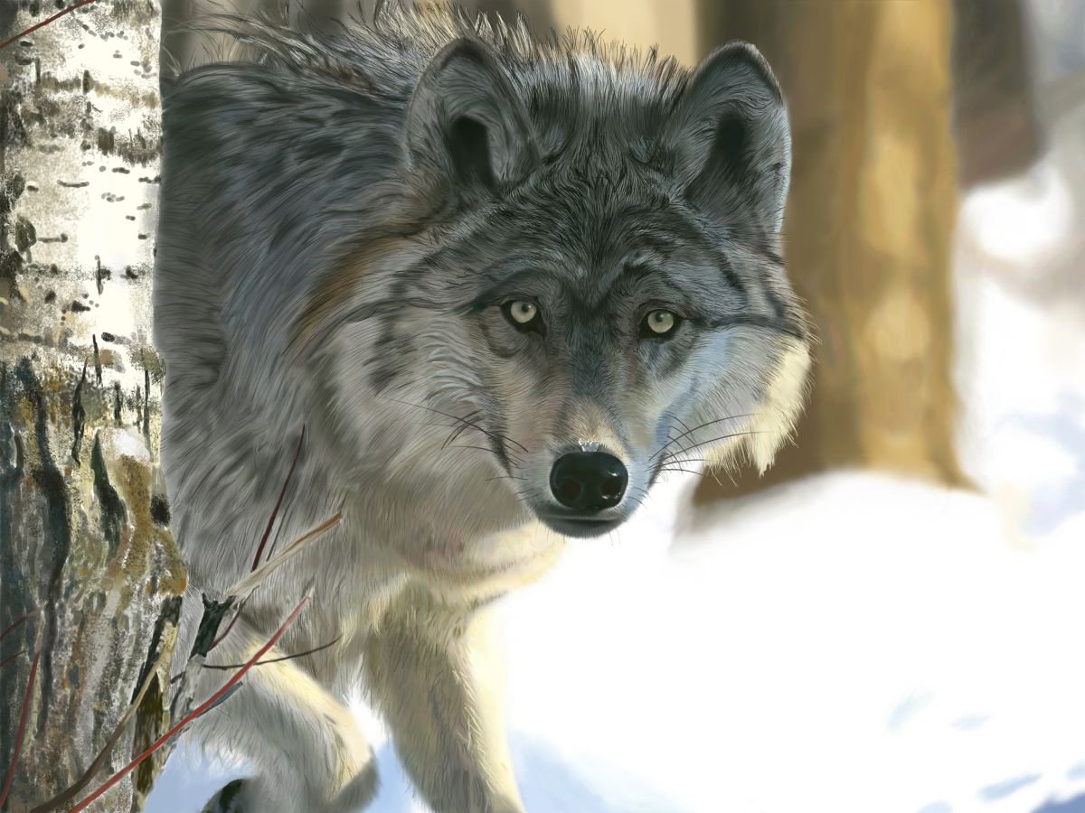 Grey Wolf by Nigel Follett
