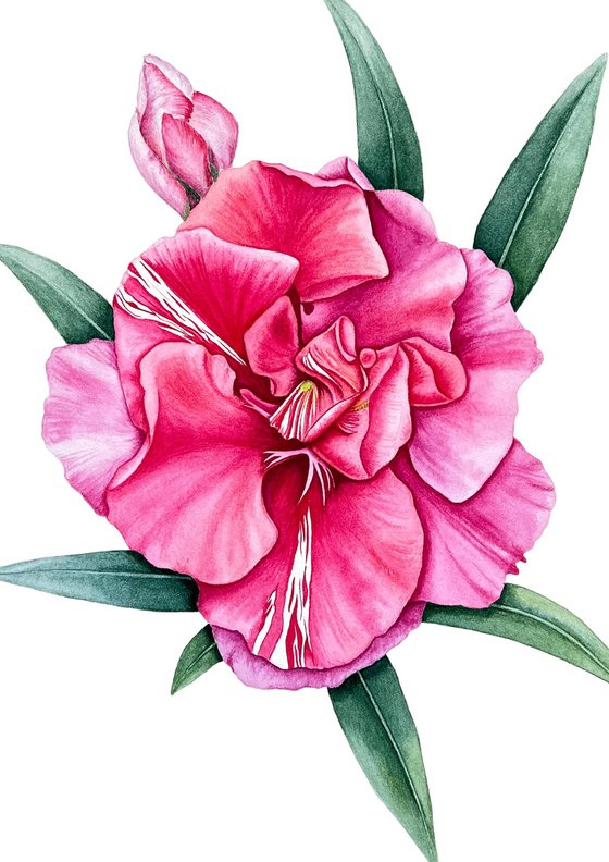 Fragrant oleander
