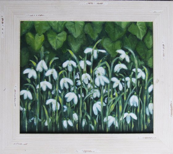 Snowdrops and Ivy