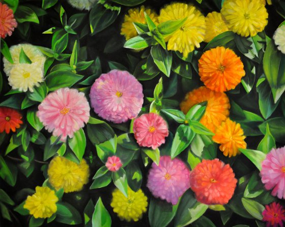 Zinnias