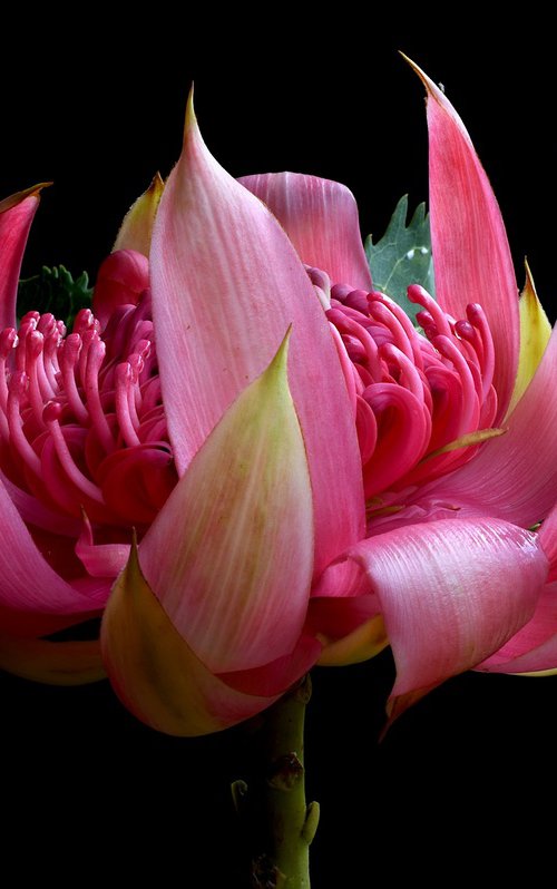 Pink Waratah Flower by Nadia Culph