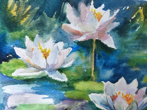 Serene water lilies