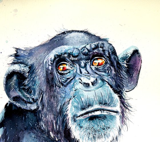 Chimpanzee