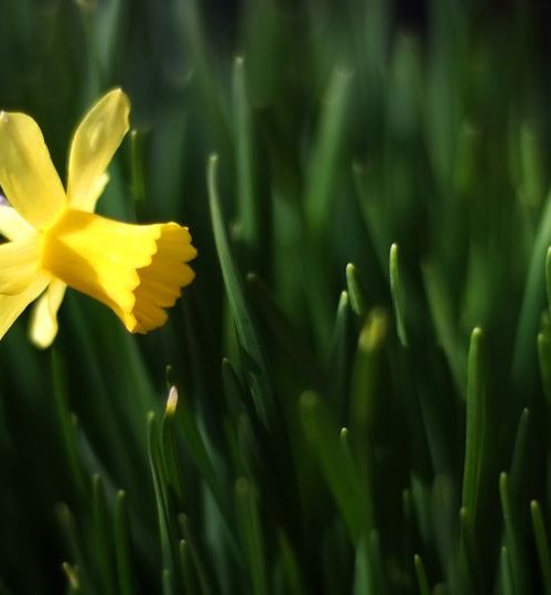 Single Daffodil by Russ Witherington