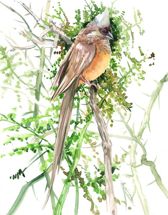 speckled mousebird, birds of himalayas, bird wall art