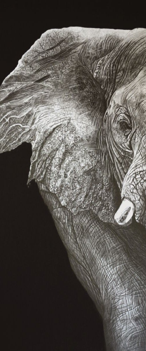 Elephant by Paul Stowe