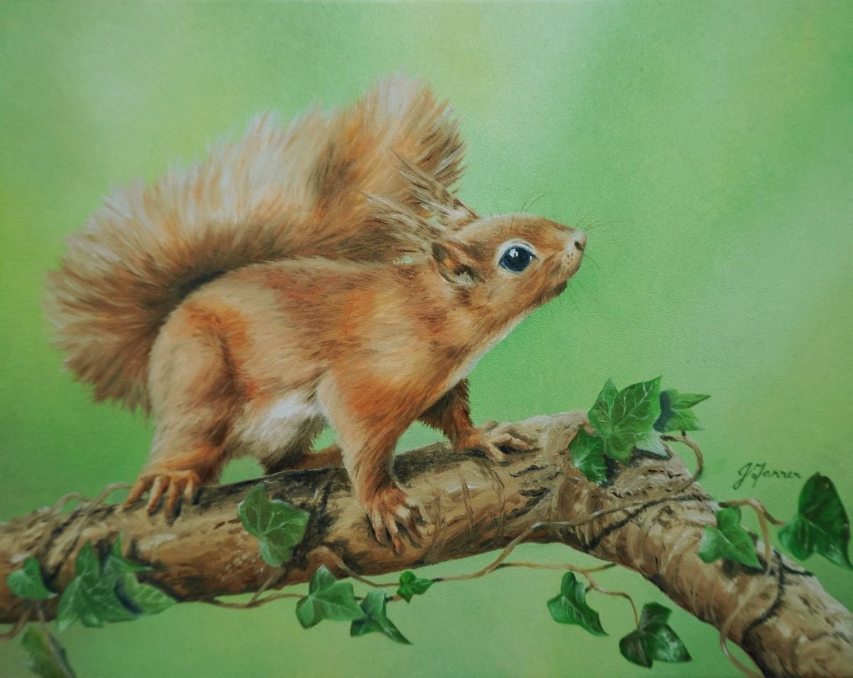 Red Squirrel with Ivy by Jayne Farrer