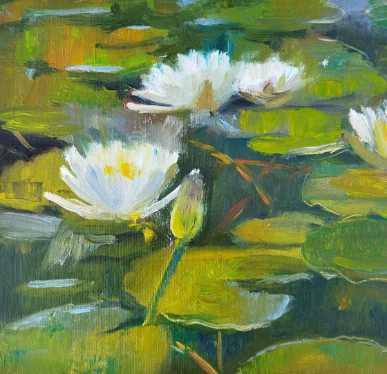 Pond with water Lilies