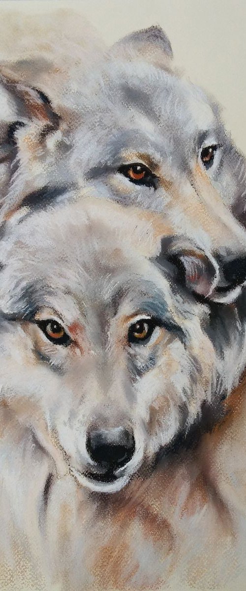 Gray wolves by Magdalena Palega