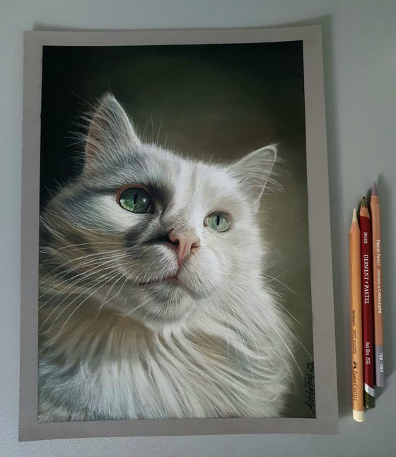 Elegance - White cat portrait