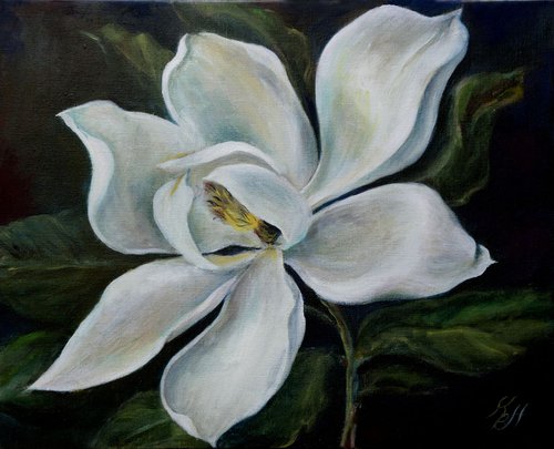 Magnolia flower by Katia Boitsova