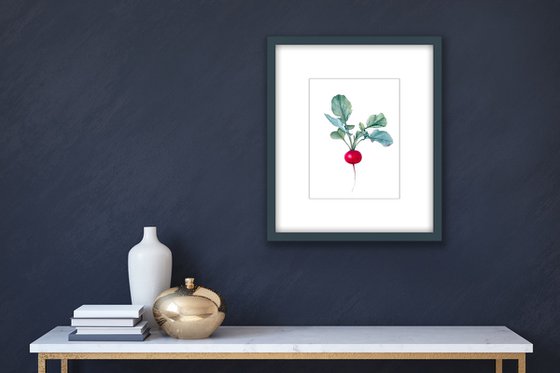 Radish. Original watercolour artwork.