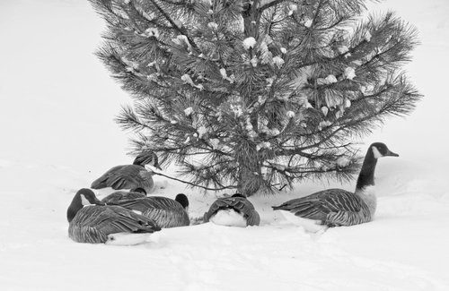 Winter Refuge by Shoshana Kertesz