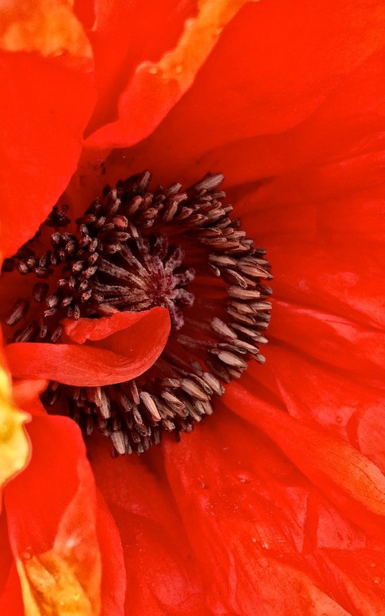 Bright Poppy, Side View