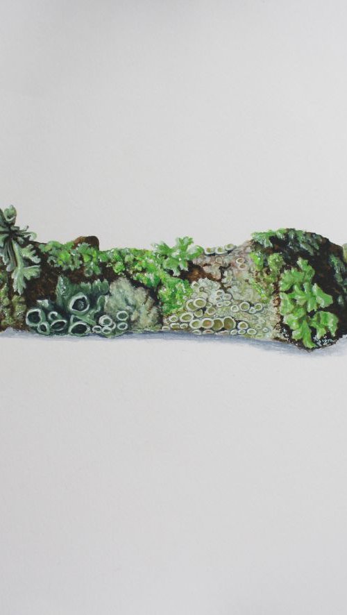 Lichen twig - botanical by Jadu Sheridan