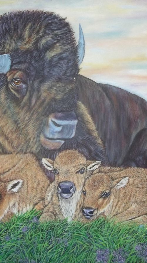 Resting Bison and calves by Sofya Mikeworth