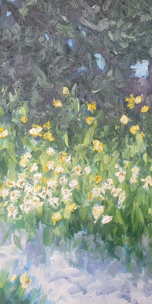 Daffodils by Colin Ross Jack