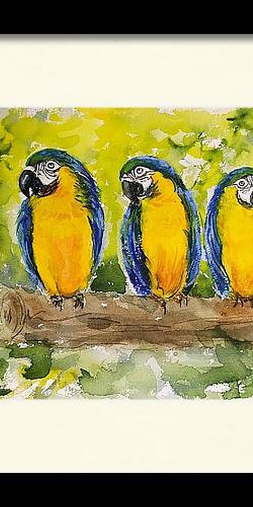 Blue and Gold macaw birds by Asha Shenoy