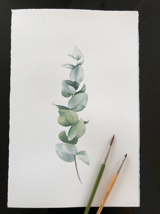 Eucalyptus branch. Original watercolour artwork.