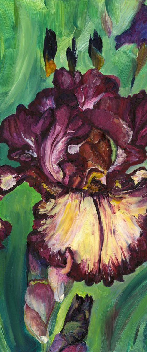 "Innocent Star" Iris by Christina M Plichta