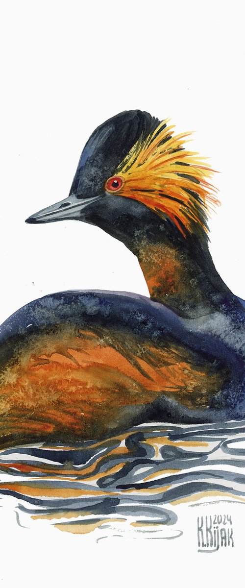 Black-necked grebe by Karolina Kijak