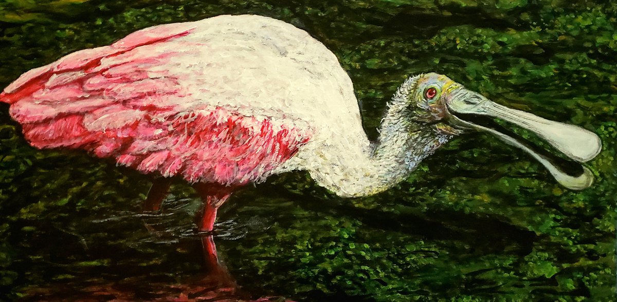 Roseate Spoonbill Wading by Robbie Potter